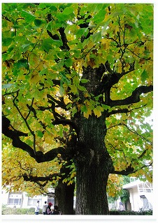 ゆりの木の写真