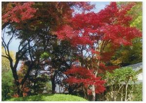 戸定丘が丘歴史公園の紅葉写真