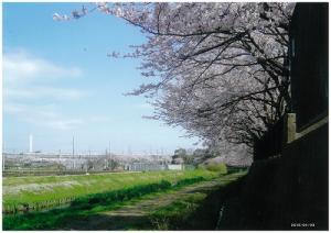 桜の花見写真