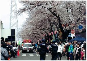 六実さくら通りの桜並木写真