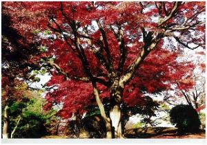 八柱霊園の真っ赤な紅葉写真