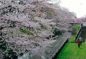 新坂川の桜の写真