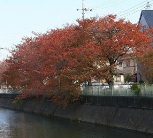 坂川の紅葉している桜の写真