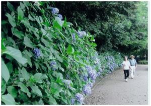 梅雨の頃の紫陽花