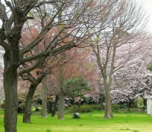 木々の後ろに咲く、ソメイヨシノの写真
