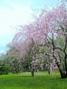 枝垂桜の写真