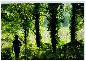 森を散歩する人の写真