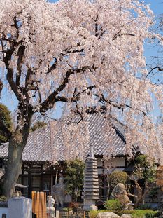 満開に咲く枝垂れ桜の写真