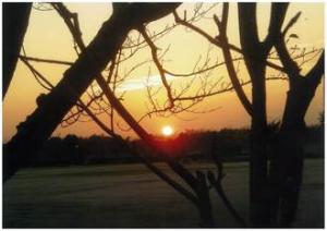 木の枝の間から夕日が沈む写真