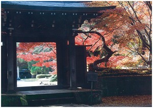 東漸寺の門と色鮮やかな紅葉の写真