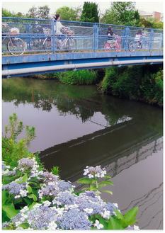横六間川の橋を渡る人々と紫陽花の写真