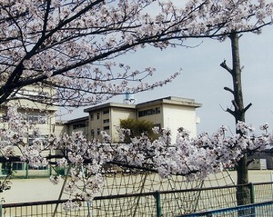 古ヶ崎小学校の桜の写真