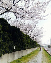 日大松戸歯学部にある桜の写真