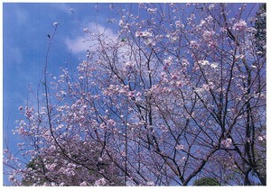 長聖寺の桜の写真
