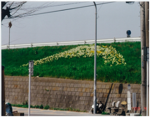 江戸川堤防の花壇写真