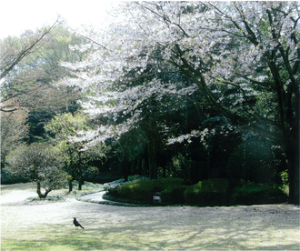 戸定邸の桜写真