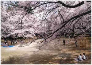 相模台公園で桜を楽しむ人々の写真