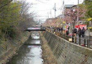 河津桜まつりの写真