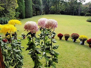 菊の花の写真