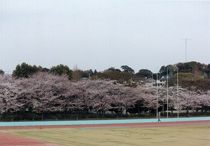 松戸運動公園のグラウンドと桜の写真