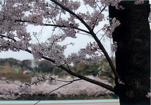 桜の写真