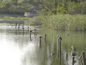 池の止まり木に鴨が立っている写真