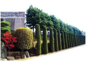 松戸霊園にある円柱仕立ての植木写真