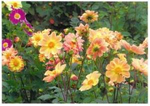 色とりどりに咲く花壇の写真
