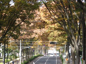 紅葉した木々のトンネル写真