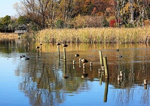 池の止まり木で翼を休める鳥たちの写真