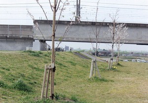 江戸川の河川敷