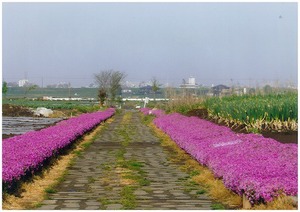 下矢切 野菊の小道入口