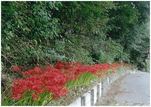「野菊の墓」の坂道