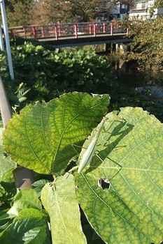 「三養橋」六間川の橋の写真