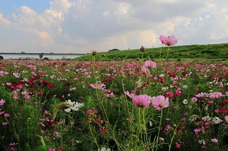 江戸川河川敷の「お花畑」の写真