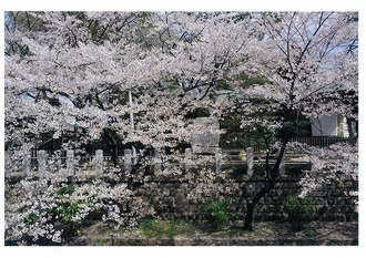 「松戸神社」の写真