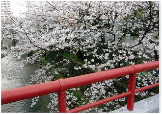 松戸神社のさくら（夕方）の写真