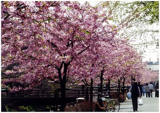 坂川の河津桜の写真