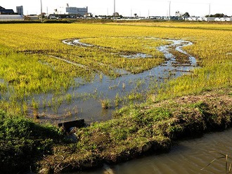 晩秋の主水新田の田んぼ写真