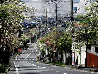 常盤平の「はなみずき通り」の写真