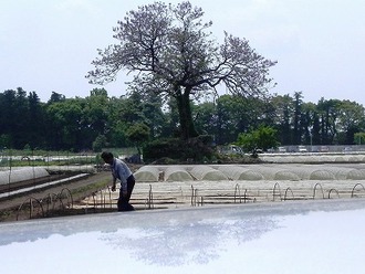 五香西の「畑の中に咲く桐の花」の写真