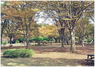 八柱霊園（秋・広場）の写真