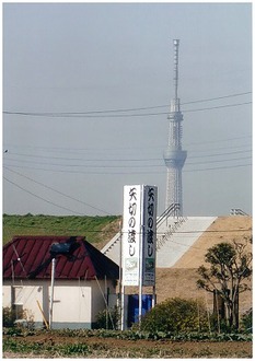 矢切の渡しと東京スカイツリーの写真