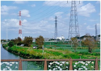 矢切橋上からの写真