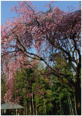 戸定が丘歴史公園