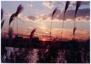 夕日が沈む江戸川河川敷