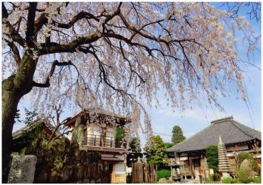 松戸七福神の「大黒天」としても有名な宝蔵院