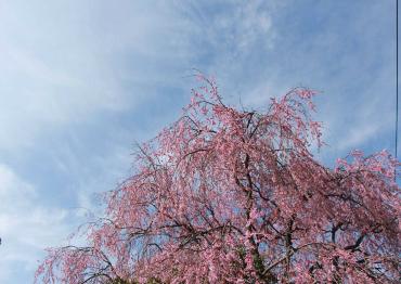 一般の住宅地で咲く見事な枝垂れ桜
