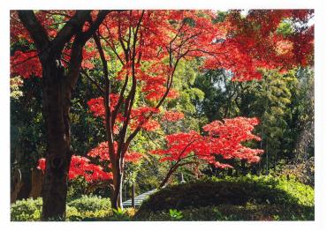 色鮮やかな真っ赤な紅葉が浮かび上がる