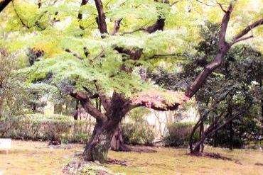 ドッシリと構え旧徳川の威厳を彷彿とさせる銘木